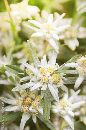 Edelweiss Alpine or Leontopodium ( lat. Leontopodium ). Blooming Bush of Edelweiss in the flower bed of a suburban area.A close up of the flowers edelweiss (Leontopodium pallibinianum).

