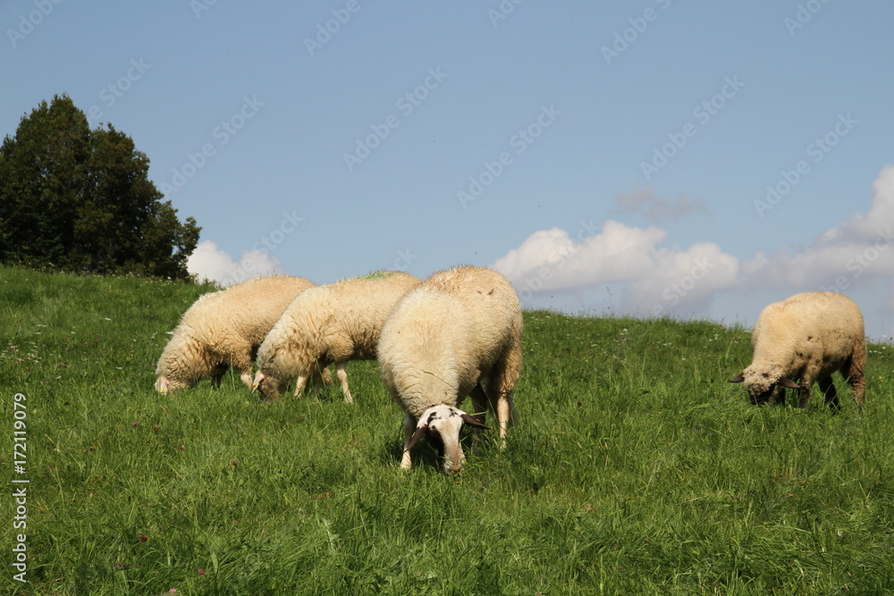 Obraz premium Weidende Schafe auf einer grünen Wise vor blauem Himmel