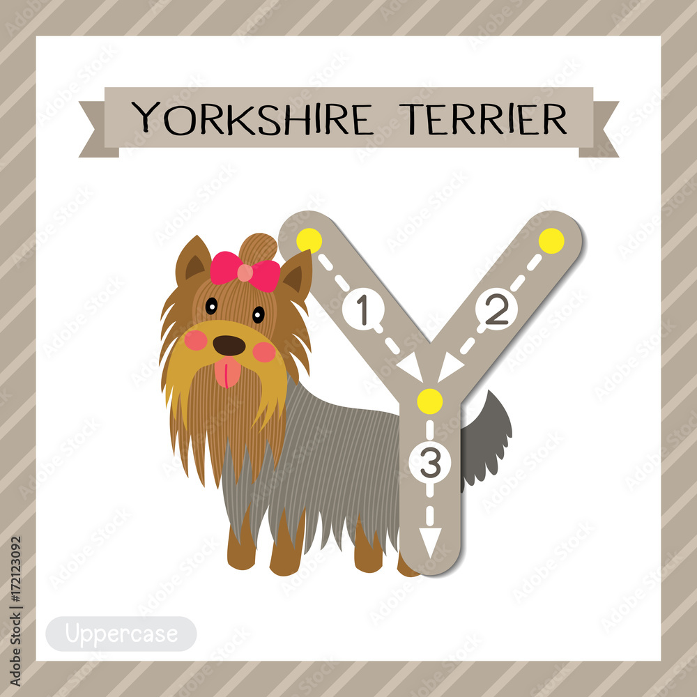 Letter Y uppercase cute children colorful zoo and animals ABC alphabet  tracing flashcard of Yorkshire Terrier dog for kids learning English  vocabulary and handwriting vector illustration. Stock Vector | Adobe Stock