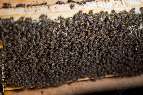 Bee colonies