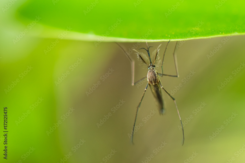 Male mosquito on a green leaf