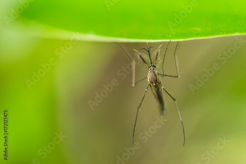 Male mosquito on a green leaf