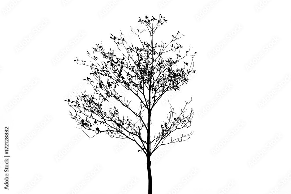 Obraz premium Silhouette Deciduous trees isolate on white background