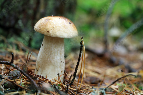 fresh boletus mushroom in rain