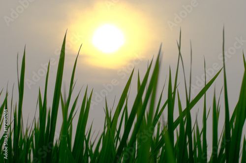 sunrise sunset dusk evening through grass green rice paddy field looking landscape nature