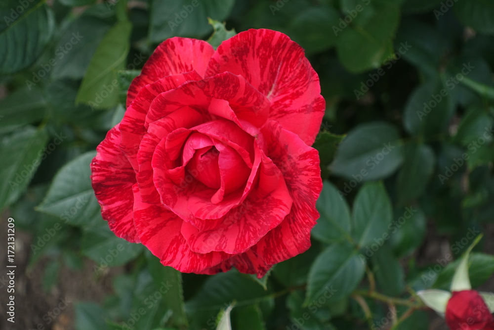 Bright red rose flower  accentuated with dark stripes