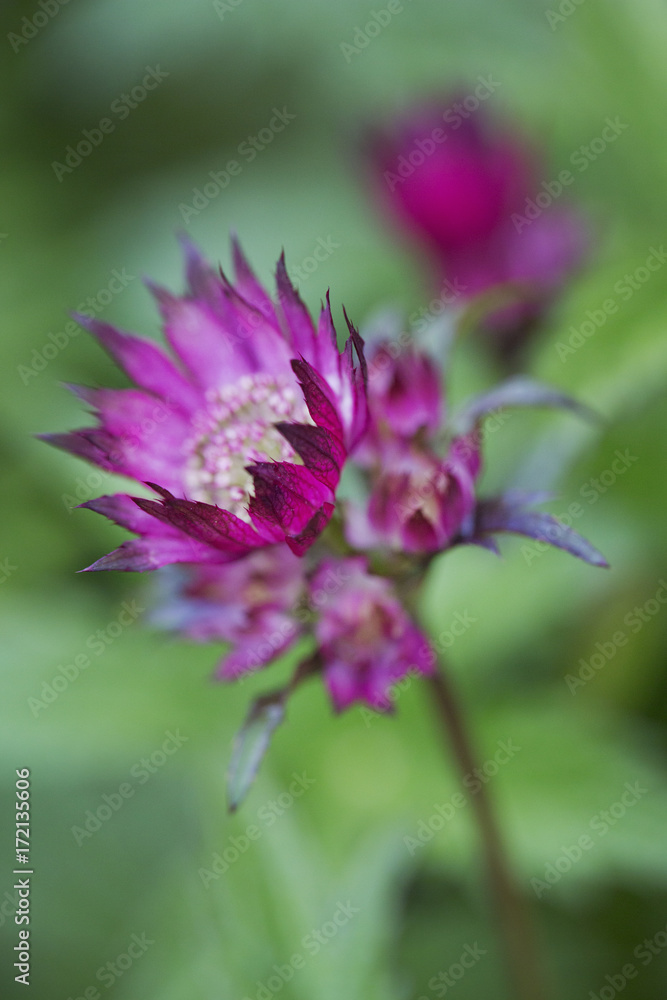 Astrantia, Close up of flower with vivid pink petals. Astrantia, Close up of flower with vivid pink petals.