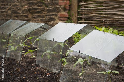 Protective cloches over small seedlings in the soil photo