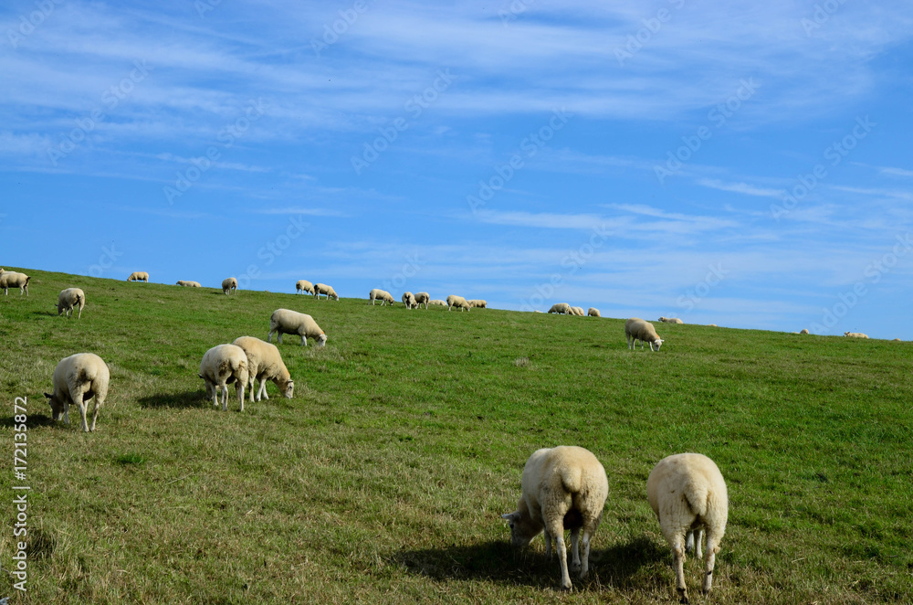 Sheep on a lush green meadow in wales 