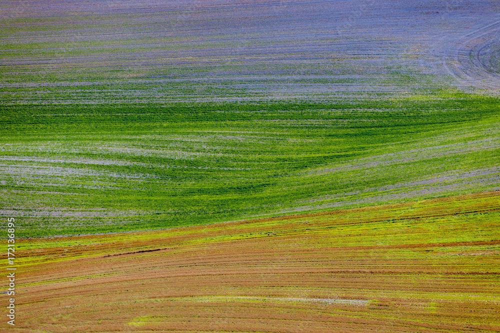 Obraz premium Colour Field 16