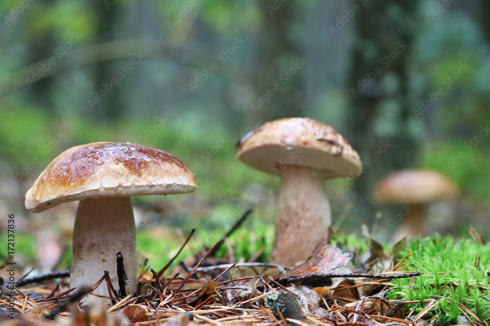 three boletus in the mushroom rain three boletus in the mushroom rain