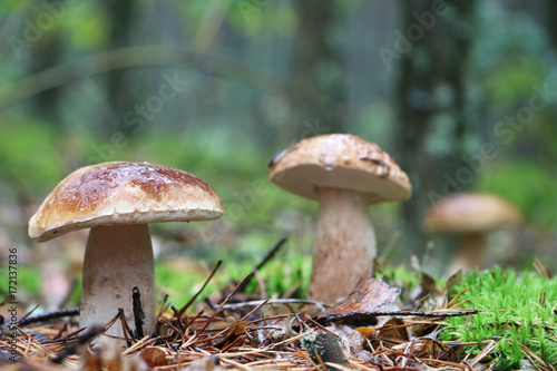 three boletus in the mushroom rain