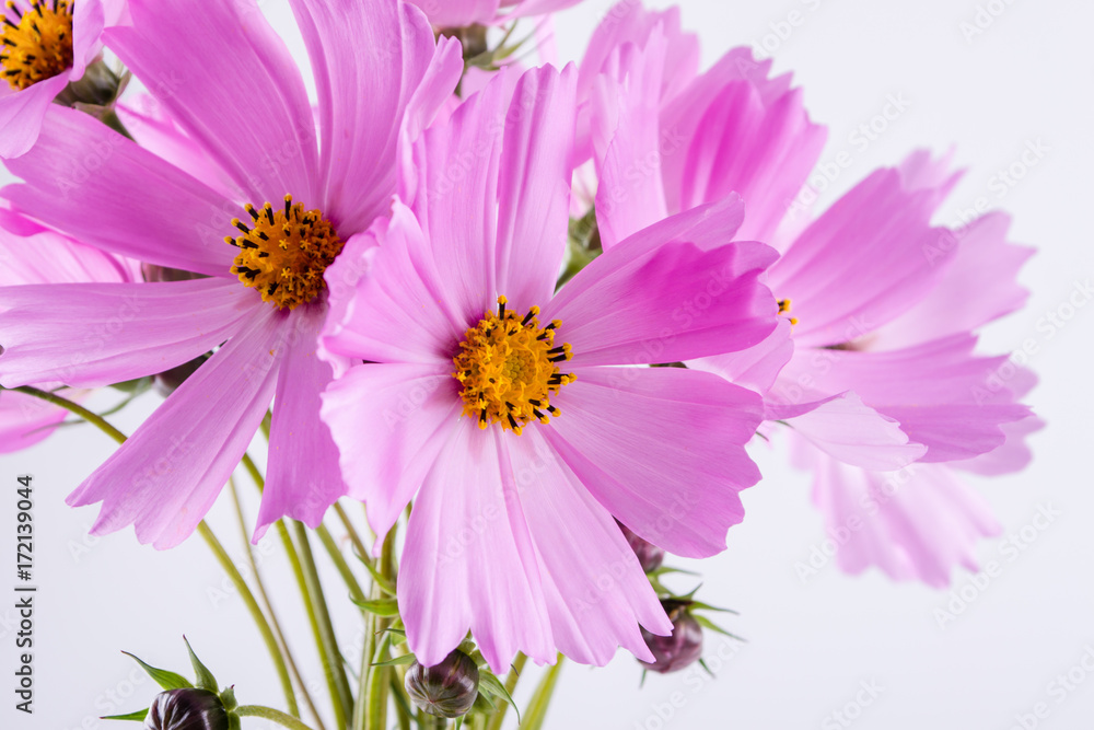 Obraz premium Summer flower pattern. Delicate cosmos pink flowers on white background