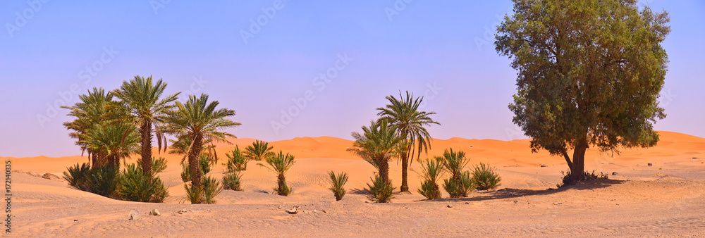 A small oasis in the Sahara desert, in the background there are sandy lunches