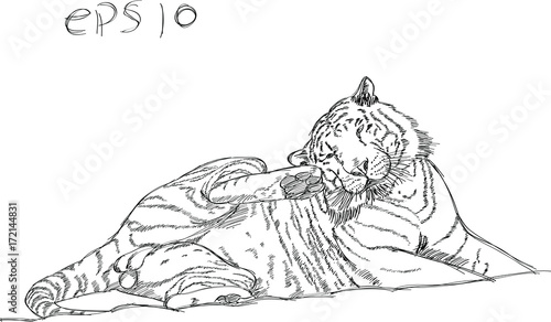 Fototapeta Naklejka Na Ścianę i Meble -  Tiger Vector Line Sketch Up, EPS 10.