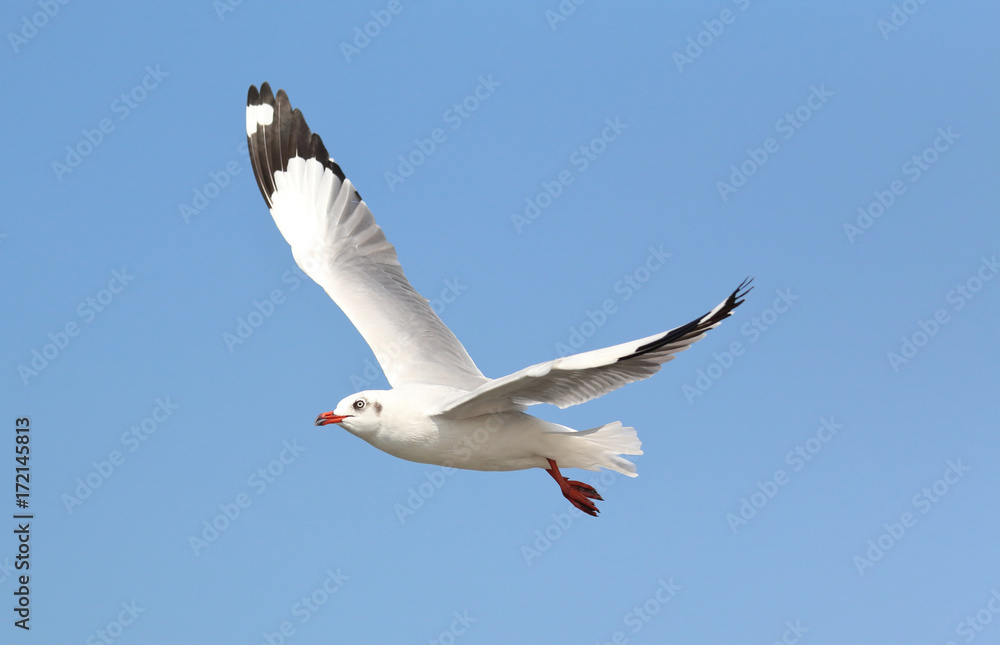 Fototapeta premium seagull flying in the blue sky.