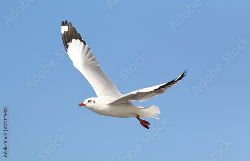 seagull flying in the blue sky.