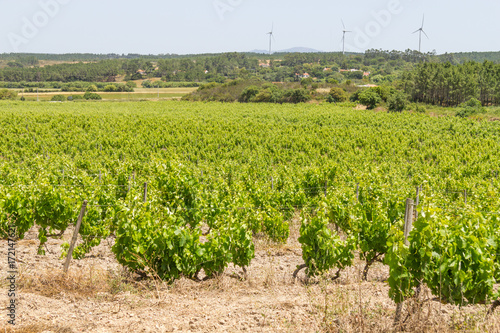 Grape plantation and wind farm