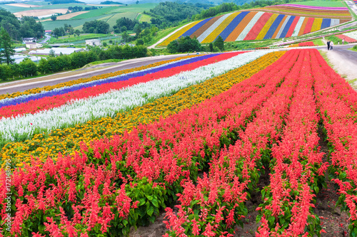 A fantastic Colorful flower image   Biei Hokkaido Japan