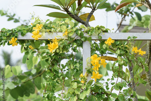 Fototapeta Naklejka Na Ścianę i Meble -  Metal fence with beautiful yellow flowers against summer blue sky background,Cat's Claw, Catclaw Vine, Cat's Claw Creeper plants
