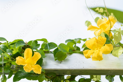 Metal fence with beautiful yellow flowers against summer blue sky background,Cat's Claw, Catclaw Vine, Cat's Claw Creeper plants