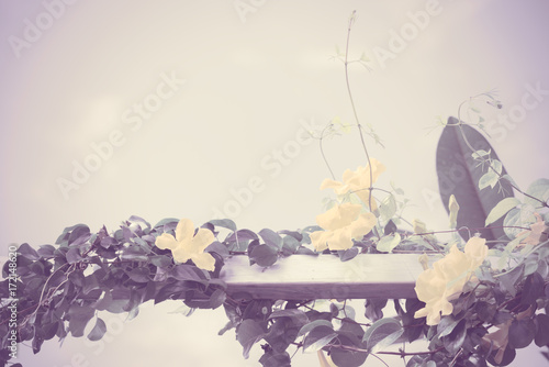 Fototapeta Naklejka Na Ścianę i Meble -  Metal fence with beautiful yellow flowers against summer blue sky background,Cat's Claw, Catclaw Vine, Cat's Claw Creeper plants