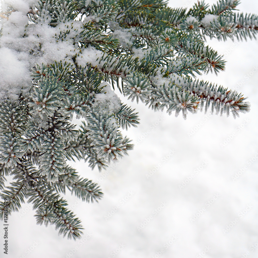 Winter nature, fir trees in snow 