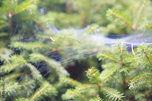 spider webs on spruce branches. forest blurred background. spruce needles and cobwebs closeup