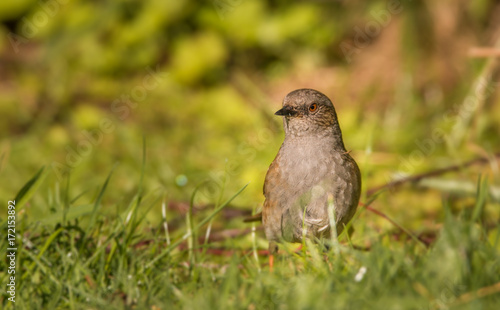 dunnock in a field looking for food