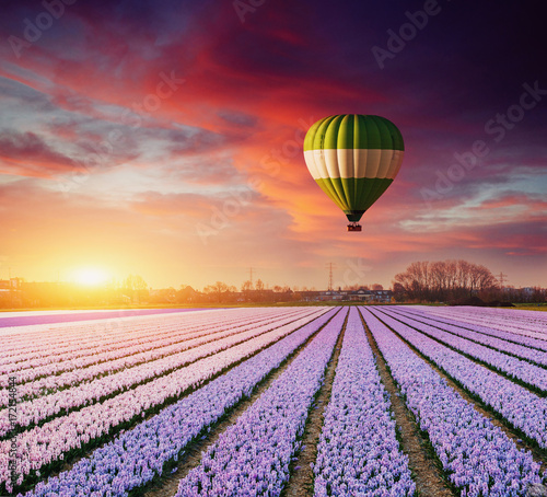 A beautiful field of flowers in Holland. Balloons in the background. Fantastic spring event