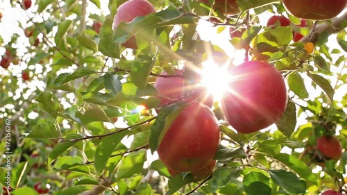 Sun rays go through apple tree.