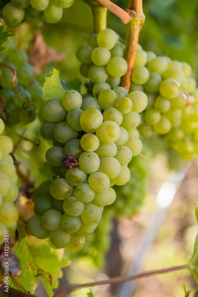 Ripe grapes in vineyard Ripe grapes in vineyard