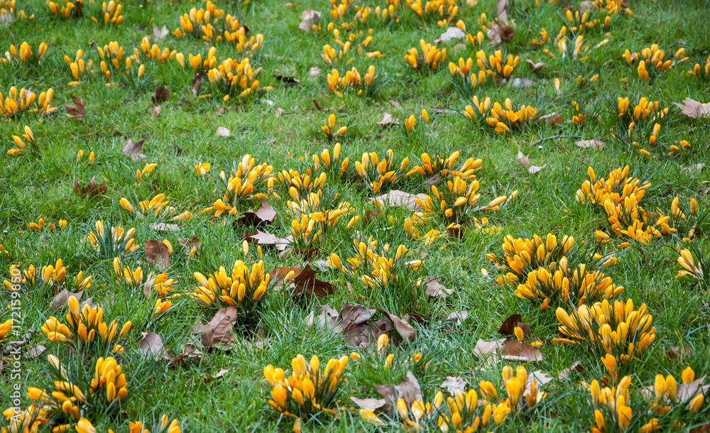 Yellow crocus flowers and faded leaves on green grass.