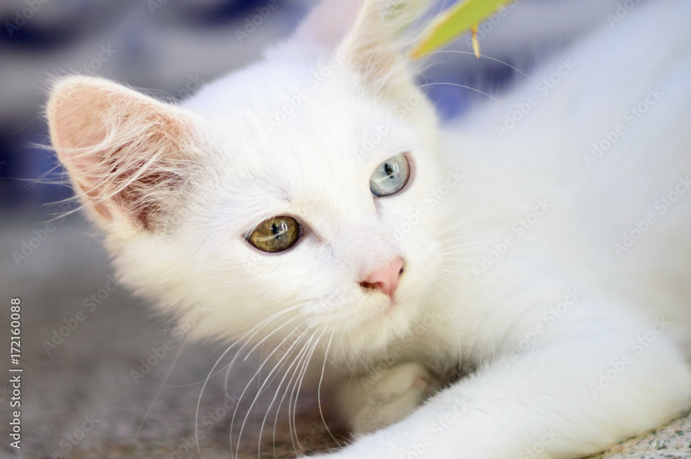 Precioso gato blanco en primer plano con un ojo de cada color tumbado mirando hacia la derecha Precioso gato blanco en primer plano con un ojo de cada color tumbado mirando hacia la derecha