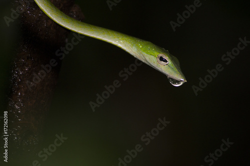 Green Vine Snake with Droup