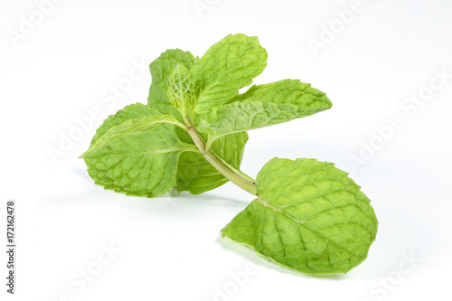 Green Mint Leaf.