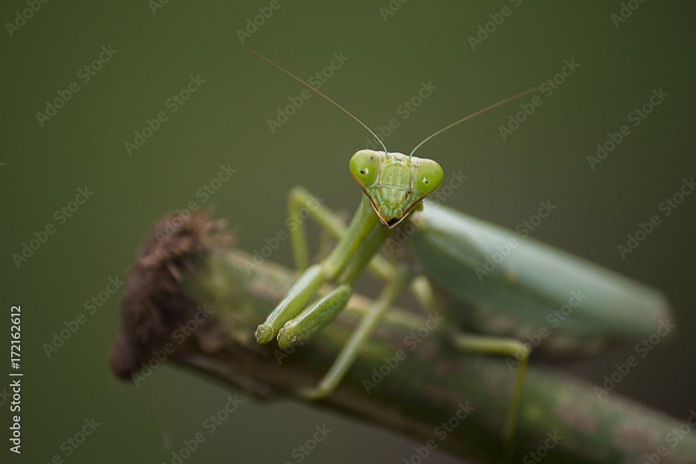Green Mantis