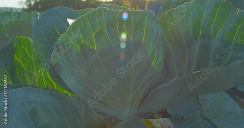 Cabbage growing on the garden in the sunlight.