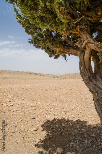 Framed view of single dry tree in Atlas Mountains in Morocco  North Africa