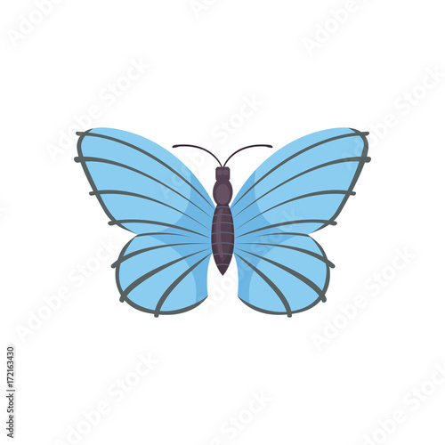 colorful Butterfly Vector Design Illustration. summer insect