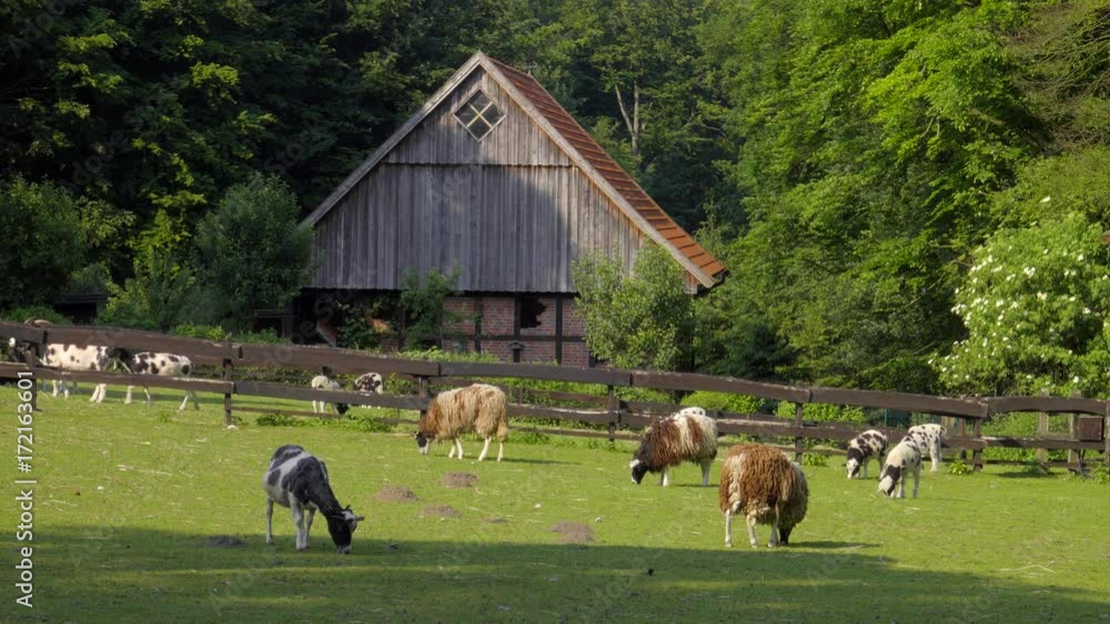 Landidylle mit Hof und Vieh - schafe , Ziegen Lämmer, Landidylle mit Hof und Vieh - schafe , Ziegen Lämmer,