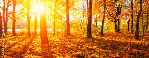  autumn trees on sun
