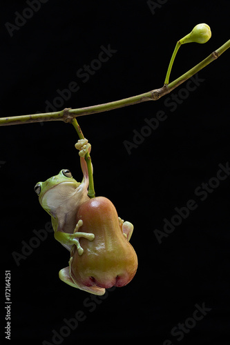 Dumpy frog with apple rose