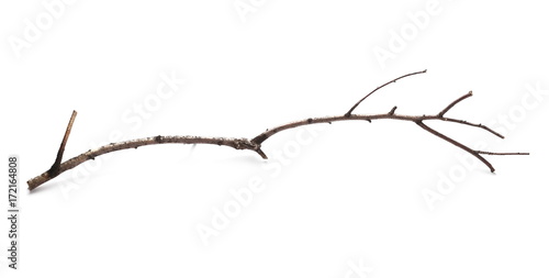 Dry branch isolated on white background