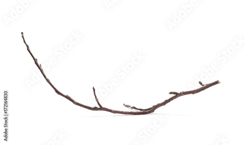 Dry branch isolated on white background