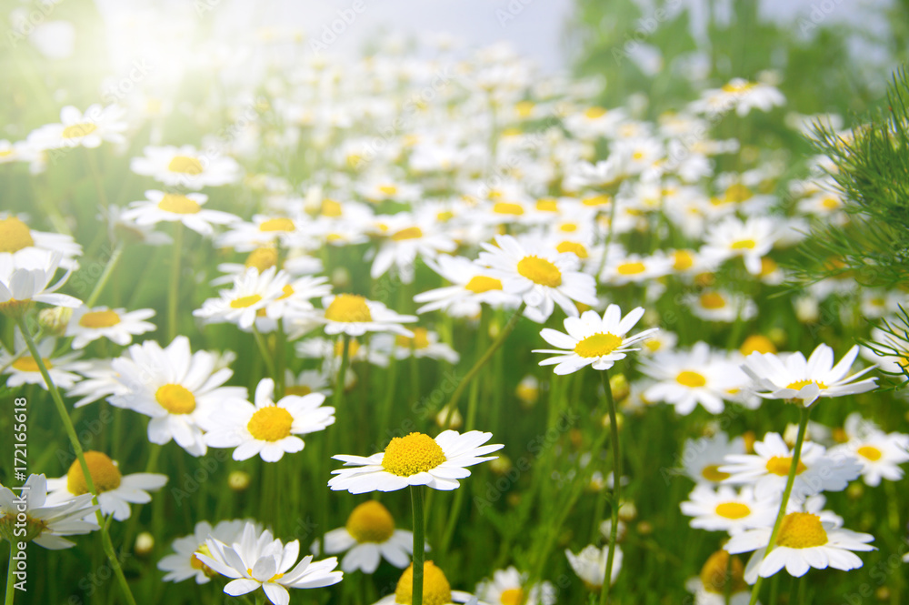 White camomiles on green field White camomiles on green field