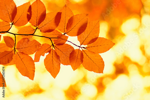  Autumn leaves background.