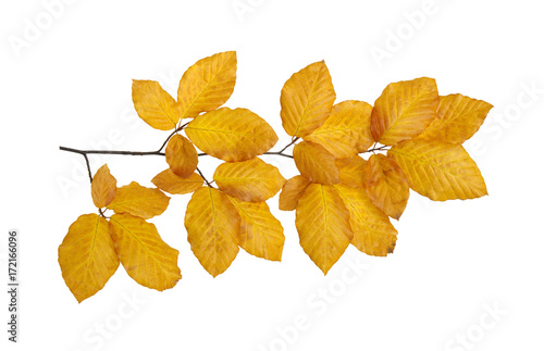  autumn leaves isolated on white