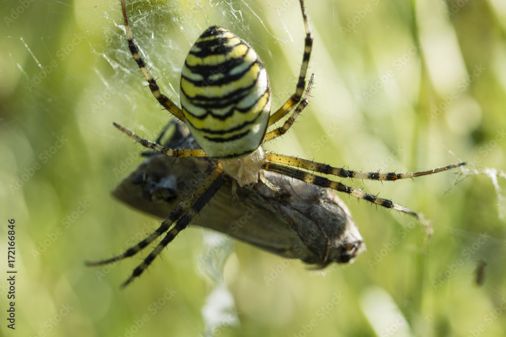 Spider crossed striped female and caught moth in spider web. Spider crossed striped female and caught moth in spider web.
