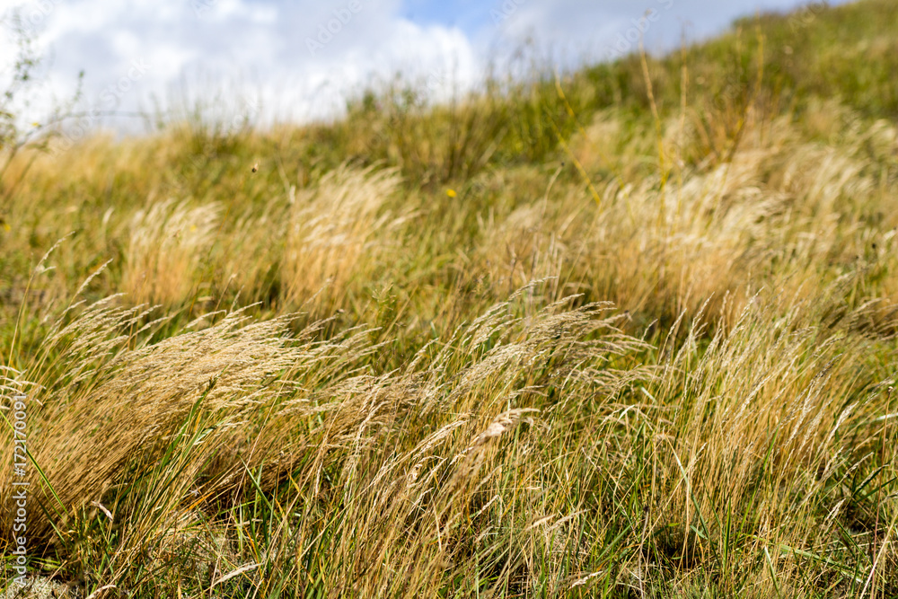 Fototapeta premium Vom Winde verweht